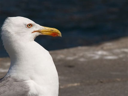 Mirada de gaviota