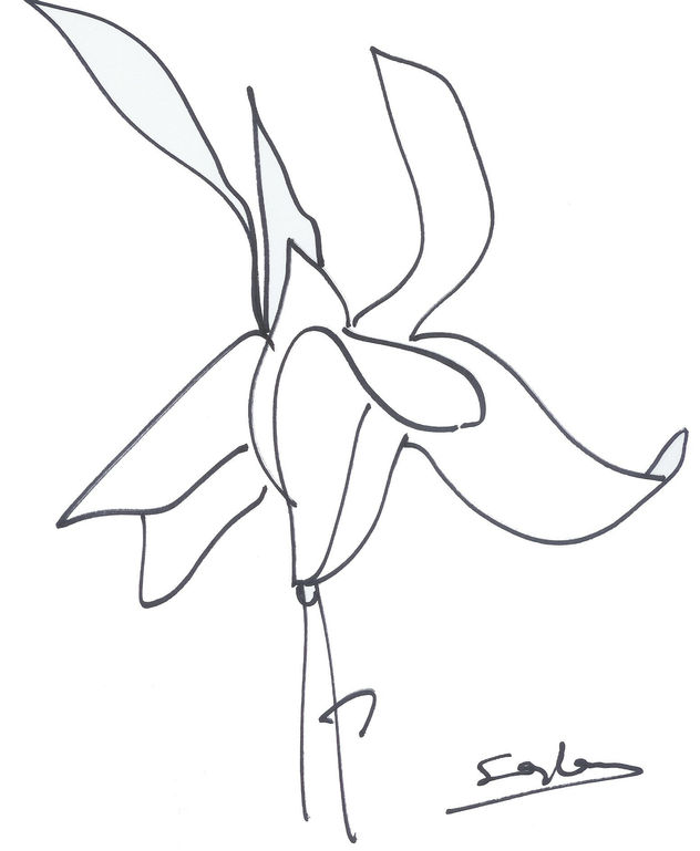 lirio