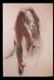 gimnasta