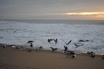 Vuelo de gaviotas