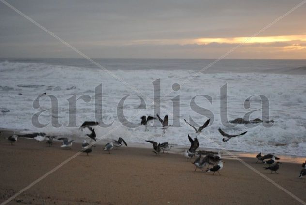 Vuelo de gaviotas