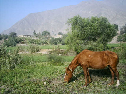 Campo