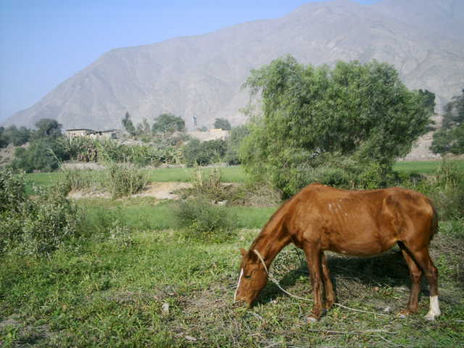Campo