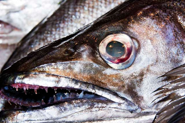 PESCADILLA