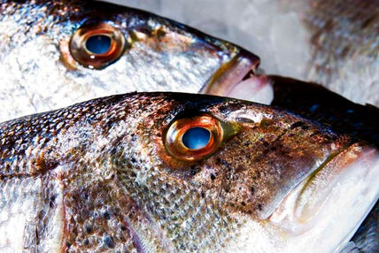 Pescado