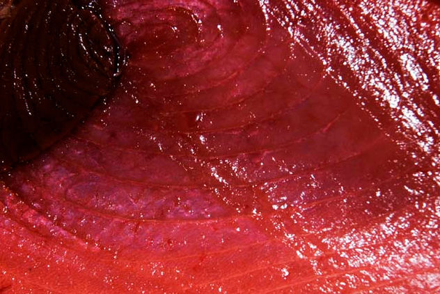 ATUN