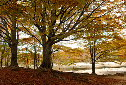 Arbol