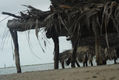 raices