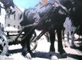 CABALLOS Y CARRUAJES