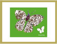 Mariposas