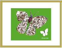 Mariposas