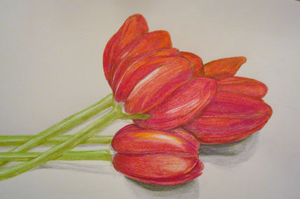 Tulipanes