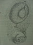 gota