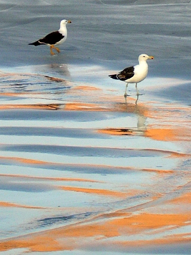 Gaviotas.