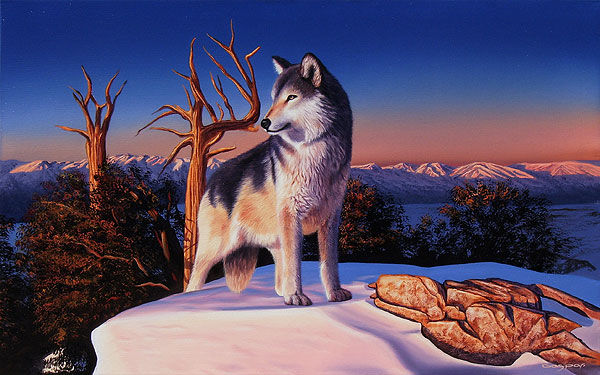 La cima del lobo Oil Canvas Landscaping