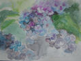 Hortensias