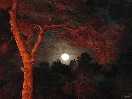 Bosque de Hadas