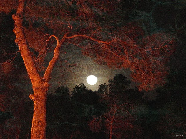 Bosque de Hadas