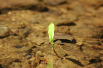 Details from Nature I