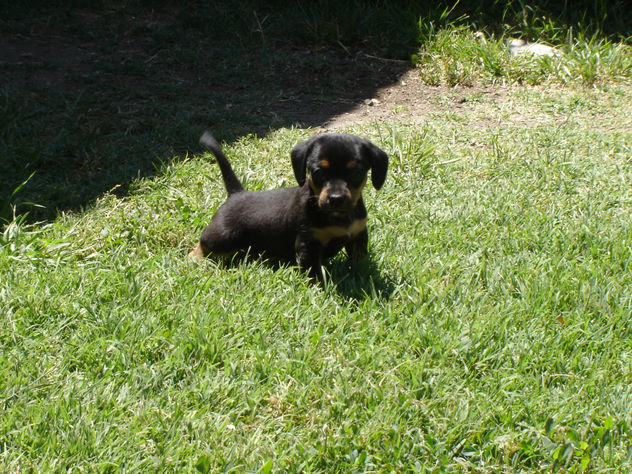 hay, que perro