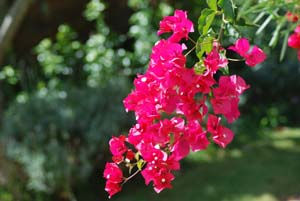 Naturaleza