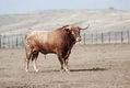 Toro en el campo.