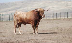 Taurinas