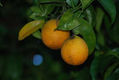Naranjas.