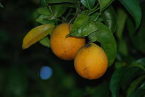 Naranjas. 