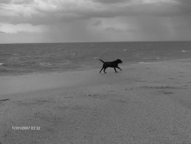 el perro y la tormenta 