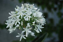 Flores de mi madre.