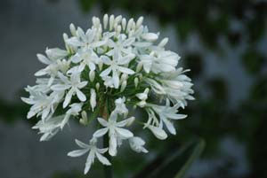 Flores de mi madre.