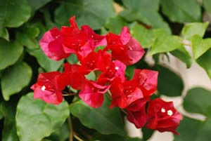 Verde y rosa.
