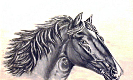 Animales