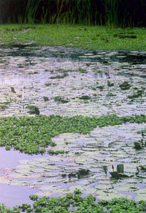 Albufera de Chan Chan