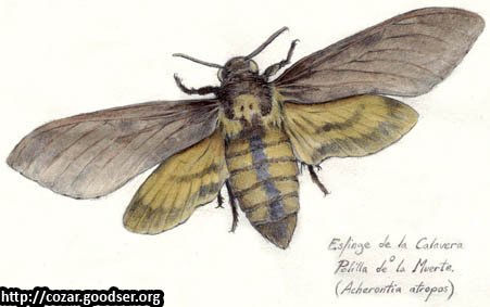 Acherontia atropos Lápiz