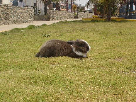 Dejate llevar