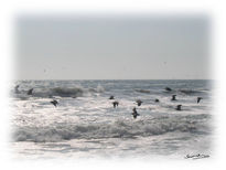 Gaviotas