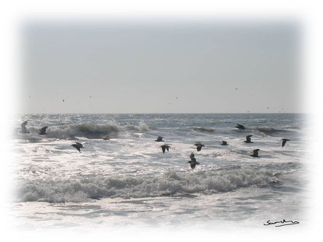 Gaviotas 