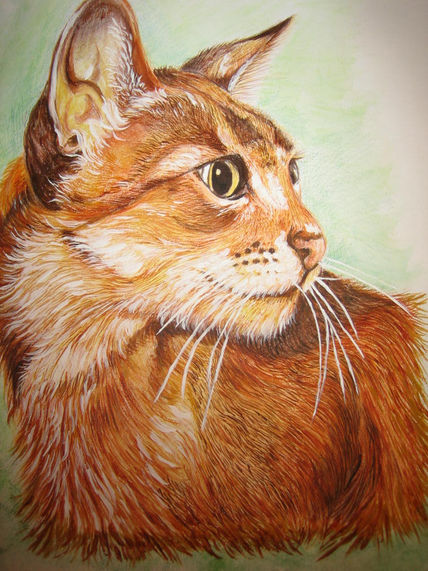 Amigo