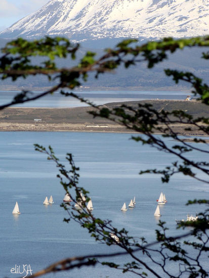 Regata en la Bahía de Ushuaia 