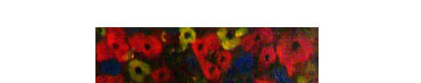 Imagen de portada