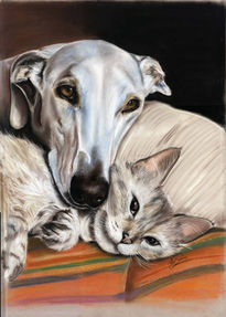 Galgo y gato