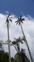Tropical