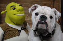 Shrek y Bull