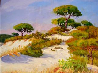 dunas y pinos