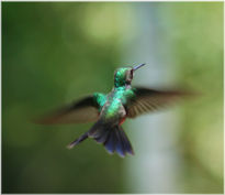 Colibri en vuelo