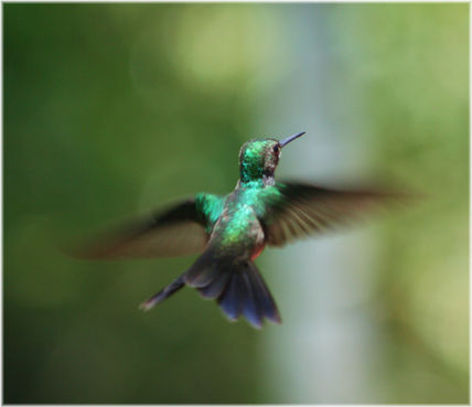 Colibri en vuelo