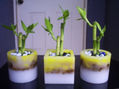 Macetas con Lucky Bamboo