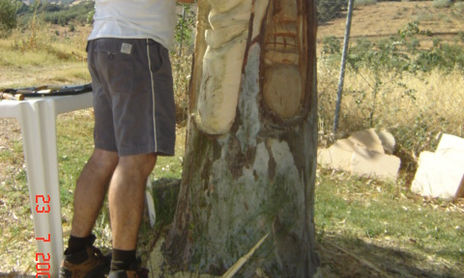 Arboles vivos